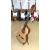 SALVADOR CORTEZ CS-234 gitara klasyczna 3/4