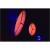 EVOLIGHTS-3