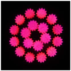 EVOLIGHTS-8